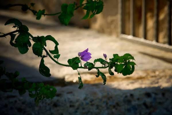 Villa Stein House Marasovic Starigrad Paklenica Esterno foto